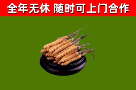 龙文区烟酒回收冬虫夏草.jpg